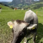 Alpbachtraum *